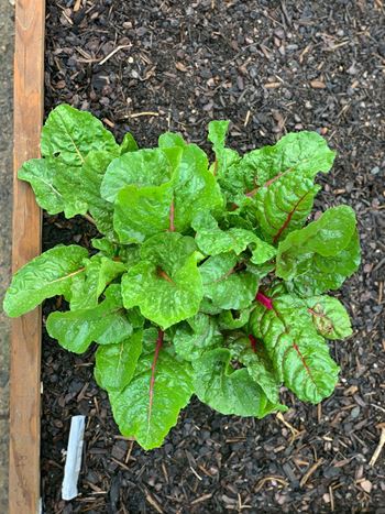 Community garden